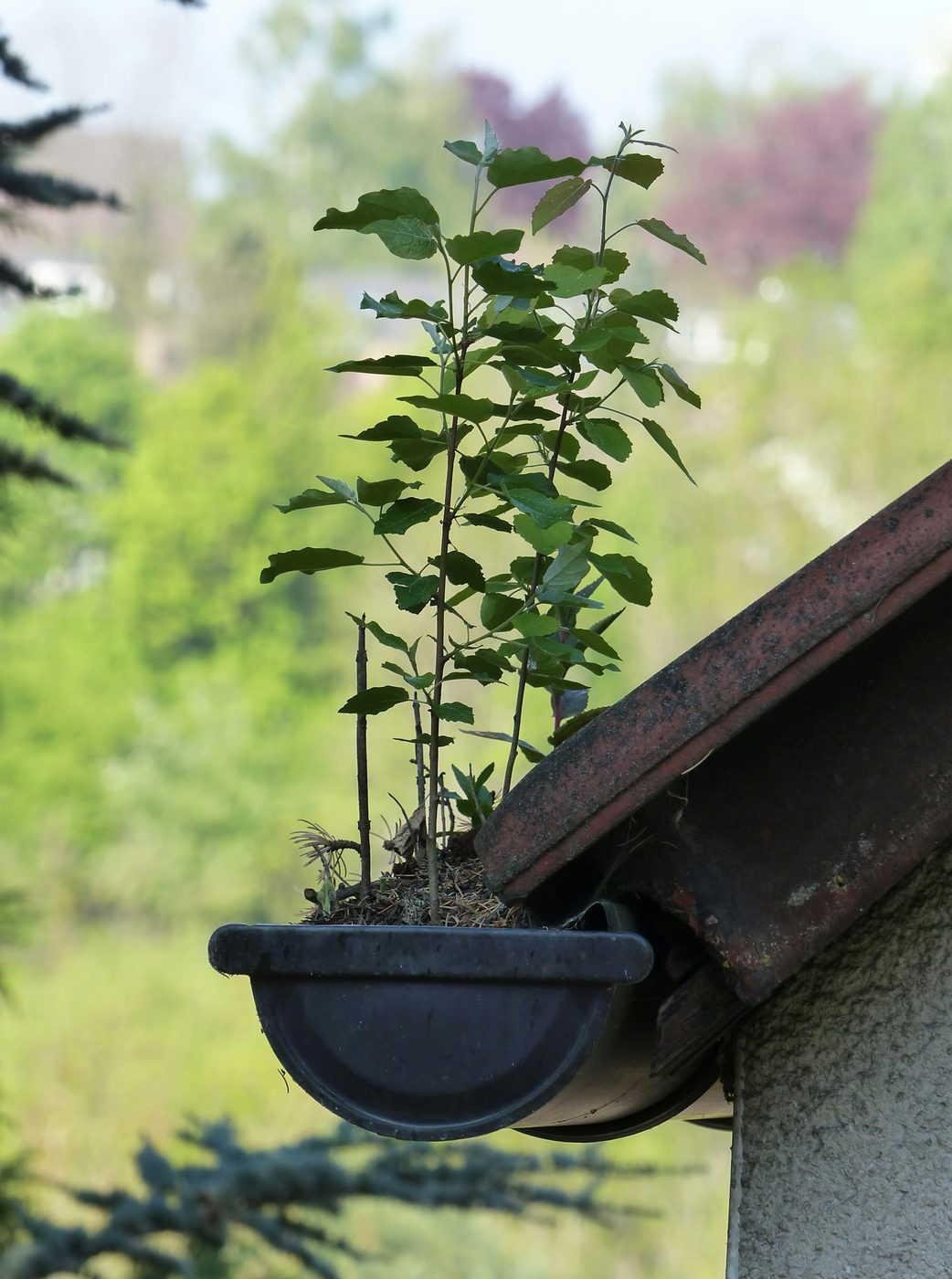 A clogged gutter overgrown with plants and debris, showing why regular gutter cleaning matters